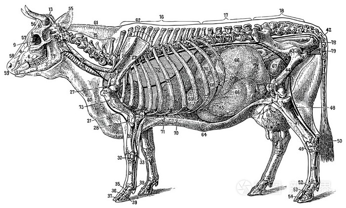 牛的结构(骨骼和器官).