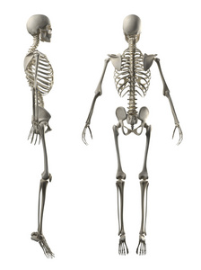 男性完整骨架侧面和背面视图