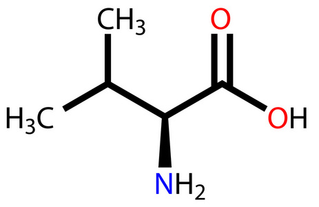 人体必需的氨基酸必需氨基酸缬氨酸分子式照片