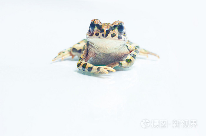 在白色的青蛙