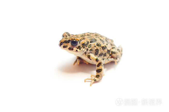 在白色的青蛙
