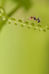 ant 蚁在草地上