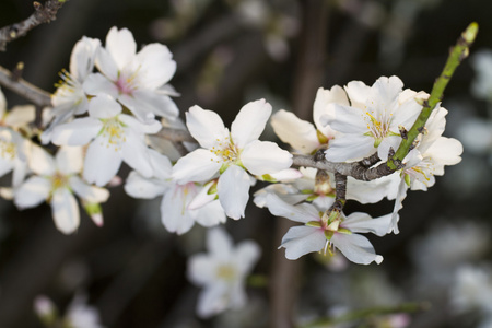 杏仁树开花