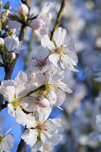 杏仁树开花