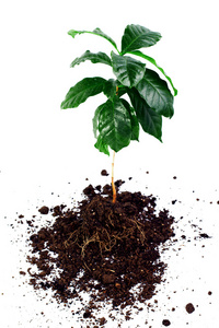 整个咖啡阿拉比卡植物的叶 茎和根上白色隔离