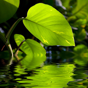 反映在水中的绿叶