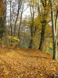 秋天的森林，彩色照片