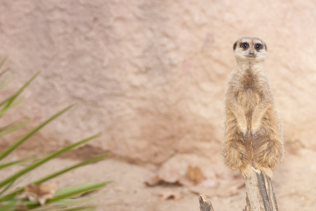 suricate 或猫鼬或猫鼬