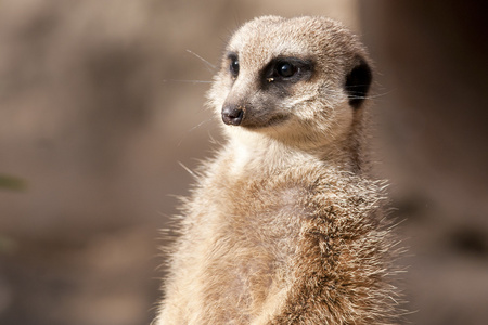 suricate 或猫鼬或猫鼬