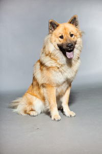 年轻的 eurasier 狗