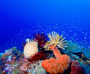 海百合上多彩的热带珊瑚礁