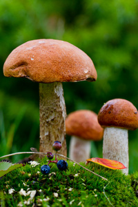 蘑菇的季节