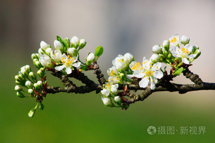 果树开花