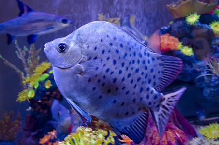 在水族馆中的外来鱼类