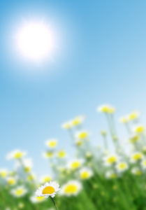 花卉 荷兰芹 景观 天空云 增长 夏天 太阳能 清除 农村
