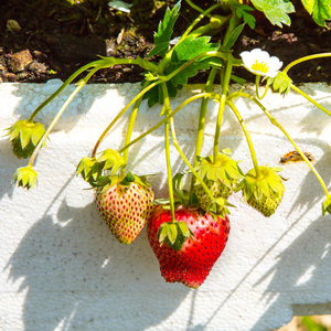 花园里种的草莓