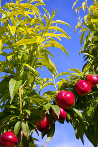 油桃果实用红颜色的一棵树上图片