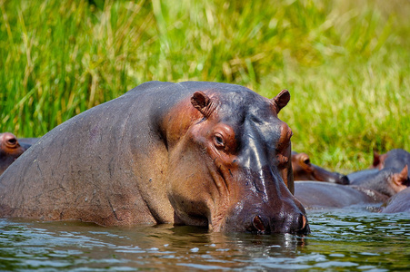 hippopotmus 在水中的非洲