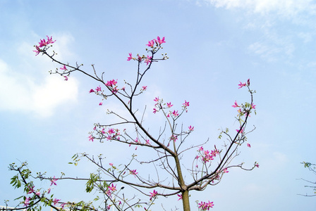 花和树枝