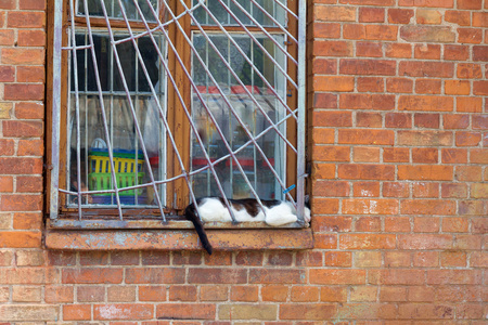 躺睡在旧窗台上的猫
