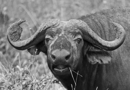 一头水牛在黑色和白色的肖像