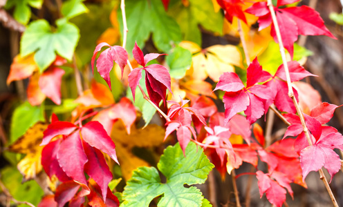 秋季的红色和绿色树叶