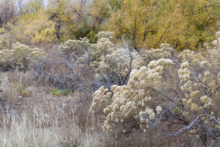 rabbitbrush 和杨木