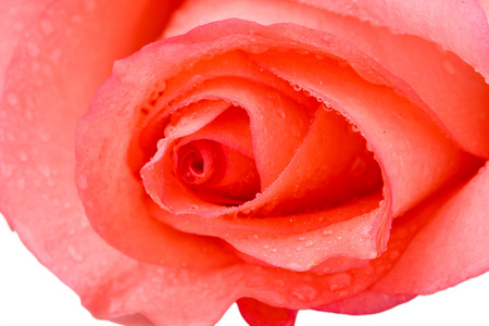 关闭的美丽的粉红色玫瑰