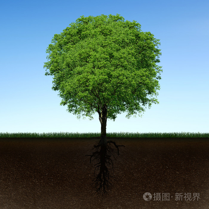 树和根