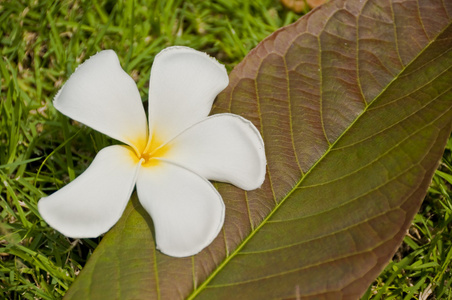 草地上的白梅香花