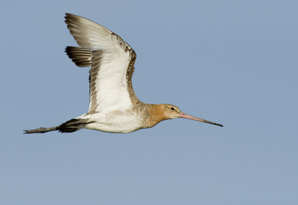 黑尾的 godwit