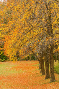 在公园的秋天颜色