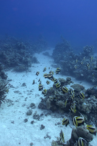 珊瑚礁与底部的红海 butterfyfishes 的暗沙