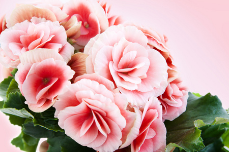 美丽的海棠花被隔绝在粉红色的背景上