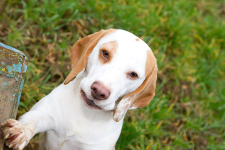 查找字段中比格犬