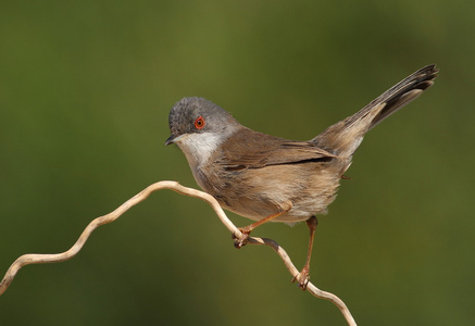 美丽的西尔维亚 melanocephala 柳莺栖息在树枝上