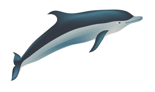 海豚矢量图
