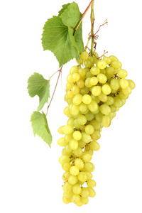 成熟的甜葡萄上白色隔离