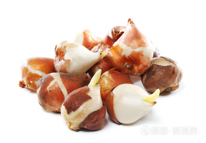 郁金香种球