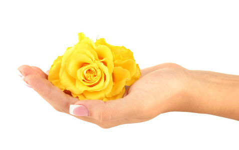与女人的手在白色背景上的黄玫瑰