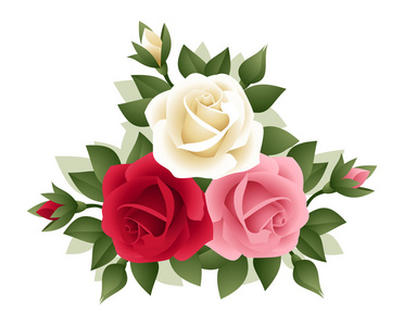 各种颜色的三种玫瑰。矢量插画