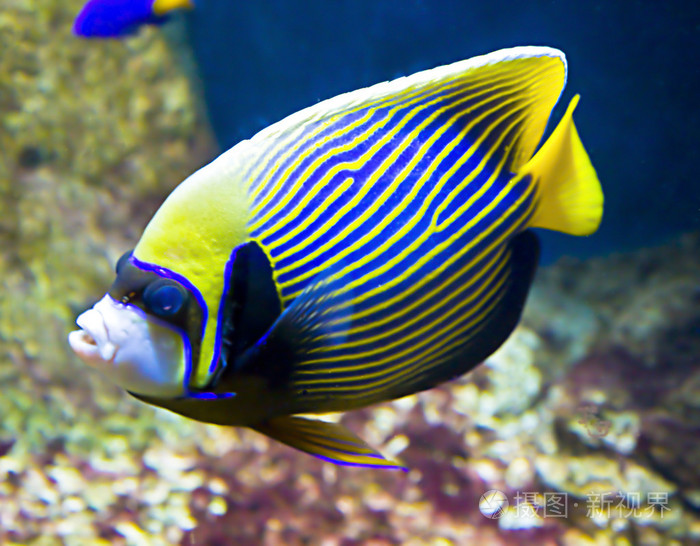 emperorfish,devilfirefish fish-emperor (fish-angel)