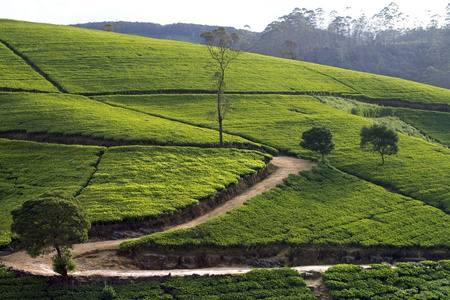 斯里兰卡茶园山在努瓦拉埃利亚