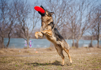 德国牧羊犬抓飞盘