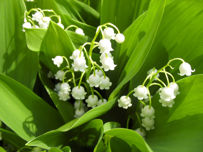 铃兰 小花 自然特写