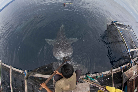 与鲸鲨 cenderawasih 海湾，印度尼西亚的蓝色的海水中的渔夫