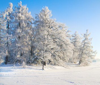 冬季公园在雪中