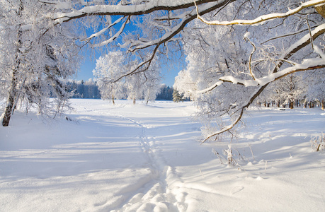 冬季公园在雪中