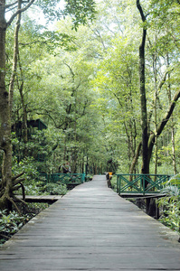 红树林森林保护区
