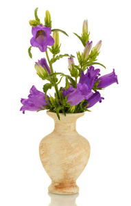 蓝钟花在花瓶上白色隔离